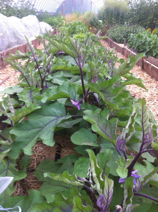 Stellar Long Purple Eggplant