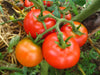 Cole Tomato - Annapolis Seeds