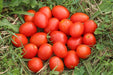 Principe Borghese Tomato - Annapolis Seeds