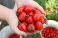 Gardener's Sweetheart Tomato - Annapolis Seeds