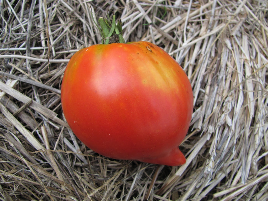 Teton de Venus Tomato - Annapolis Seeds