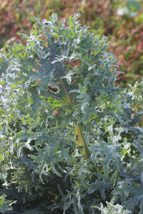 Frilly Kale - Annapolis Seeds