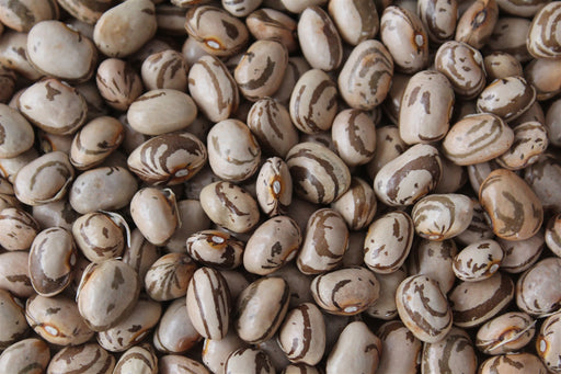 Kahnawake Mohawk Bean - Annapolis Seeds