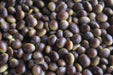Agate Soybean - Annapolis Seeds