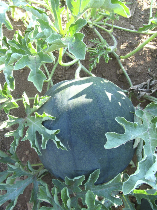 Blacktail Mountain Watermelon - Annapolis Seeds