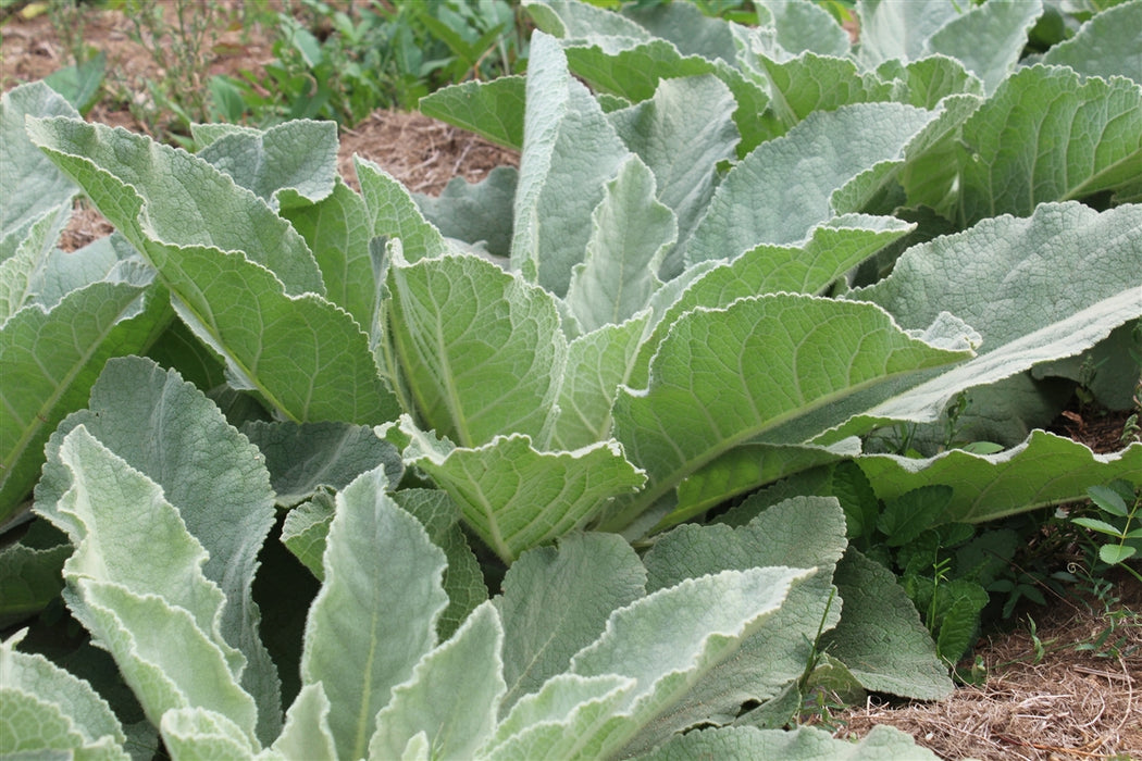 Mullein - Annapolis Seeds - Nova Scotia Canada - Wild Herbs