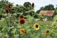 Autumn Beauty Sunflower - Annapolis Seeds - Nova Scotia Canada