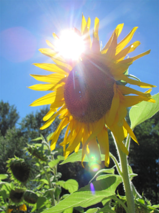 Arikara Sunflower - Annapolis Seeds - Nova Scotia Canada