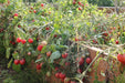 Whippersnapper Tomato - Annapolis Seeds