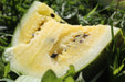 Early Moonbeam Watermelon - Annapolis Seeds