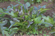 Cocarde Lettuce - Annapolis Seeds