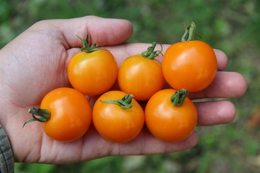Sungold Select Tomato - Annapolis Seeds