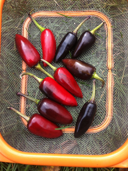Czech Black Hot Pepper - Annapolis Seeds