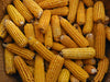 Early Riser Flint Corn - Annapolis Seeds