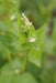 Tartary Buckwheat - Annapolis Seeds