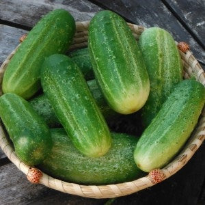 National Pickling Cucumber - Annapolis Seeds