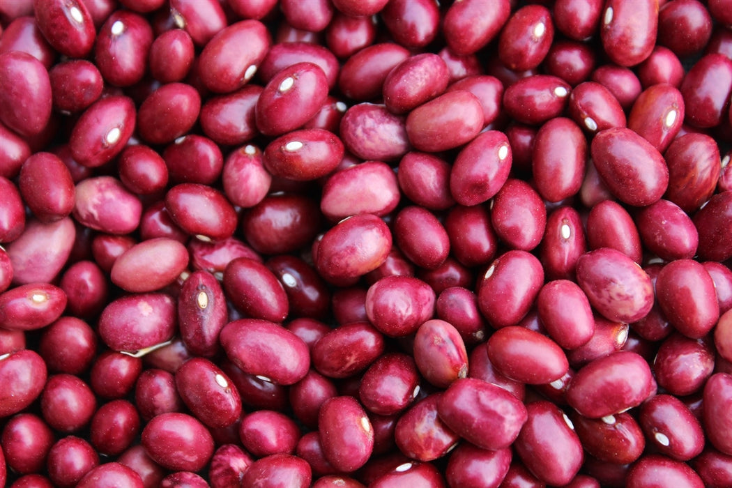 Low's Champion Bean - Annapolis Seeds
