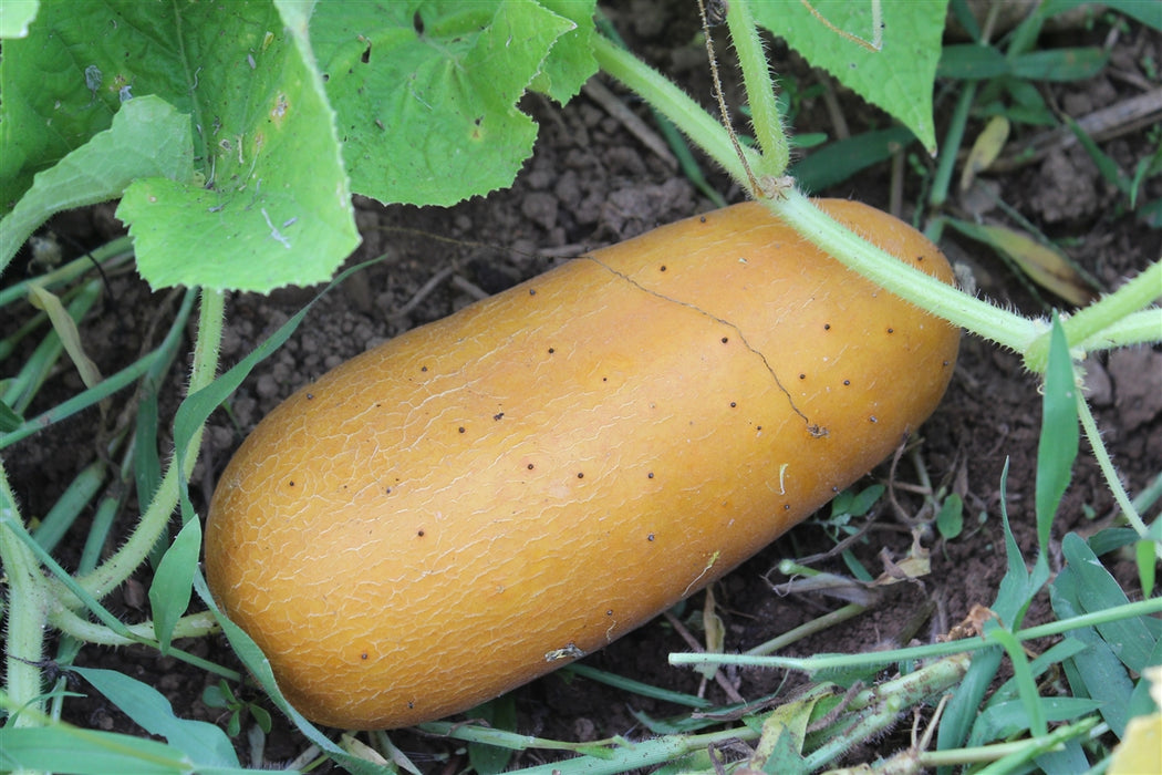 Poona Kheera Cucumber - Annapolis Seeds