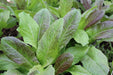 Cracoviensis Lettuce - Annapolis Seeds