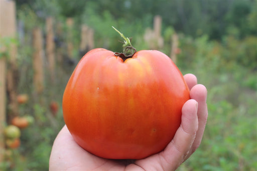 Palestinian Tomato - Annapolis Seeds