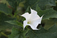 Moonflower Datura - Annapolis Seeds
