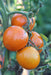 Moonglow Tomato - Annapolis Seeds