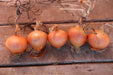 Newburg Onion - Annapolis Seeds