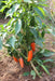 Orange Spice Jalapeno Pepper - Annapolis Seeds