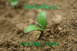 Goldette Winter Turnip - Annapolis Seeds