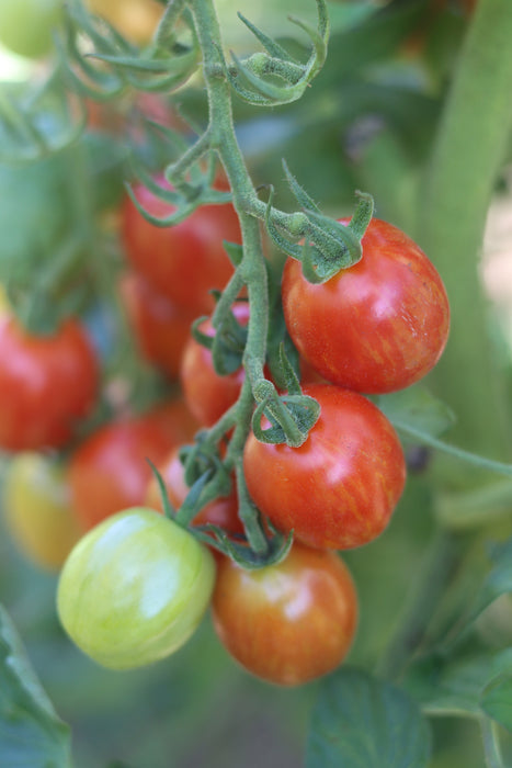 Cherry Ember Tomato