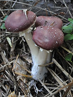 King Stropharia (Wine Cap) Mushroom