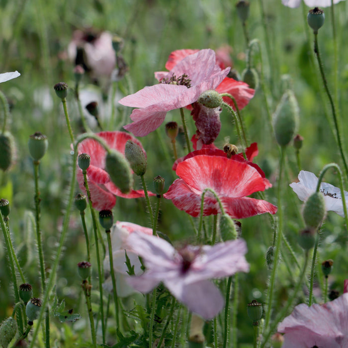 Mother of Pearl Poppy