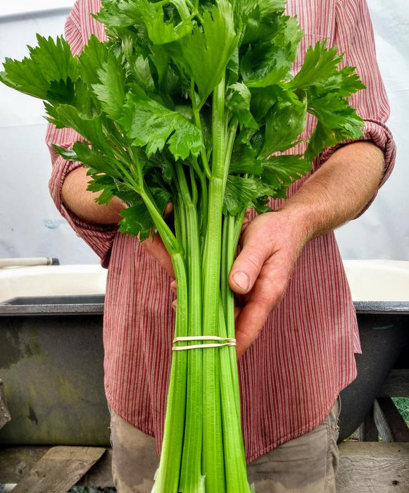 Ventura Celery