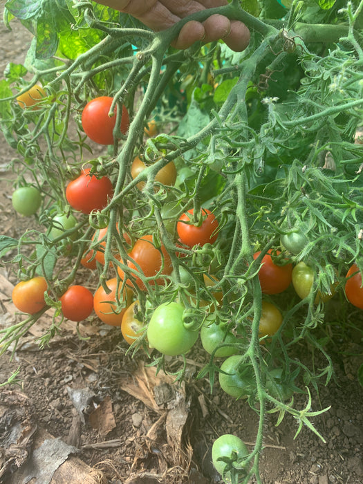 Geranium Kiss Dwarf Tomato