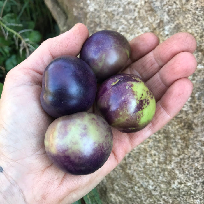 Purple Tomatillo