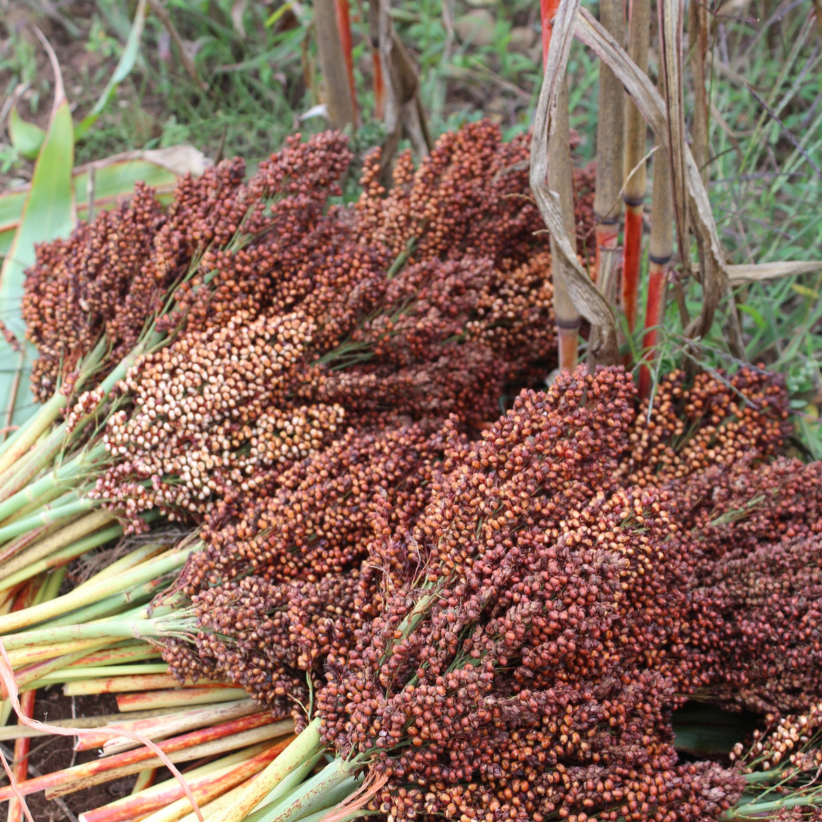 Heirloom Grain Seed Annapolis Seeds Grown In Nova Scotia Adapted   Ba Ye Qi Sorghum 1200x1200 Crop Center 