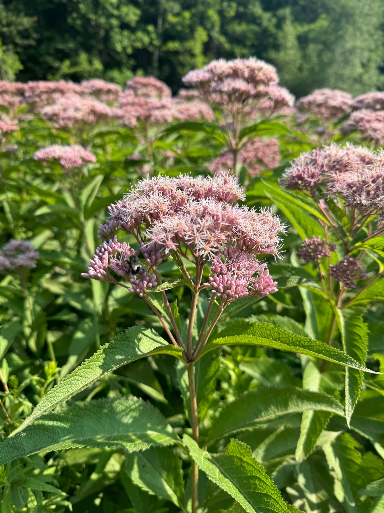 Nova Scotia Native Species