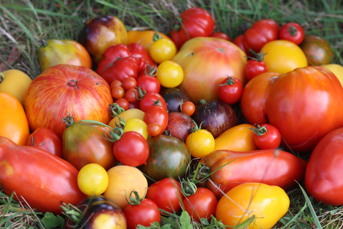 Heirloom Tomato Seeds - Rare Varieties Grown in Nova Scotia — Annapolis ...