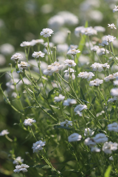 Achillea Noblessa