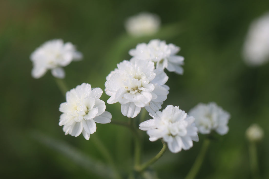 Achillea Noblessa