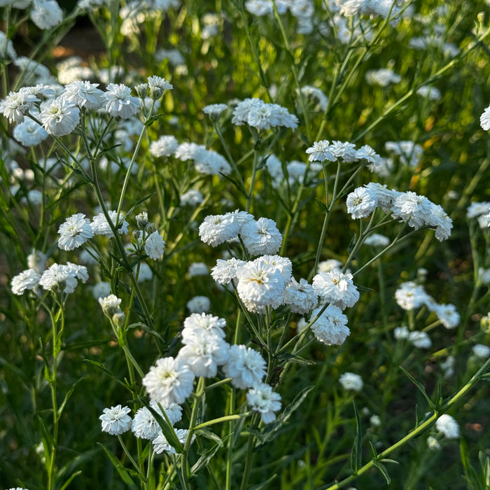 Achillea Noblessa