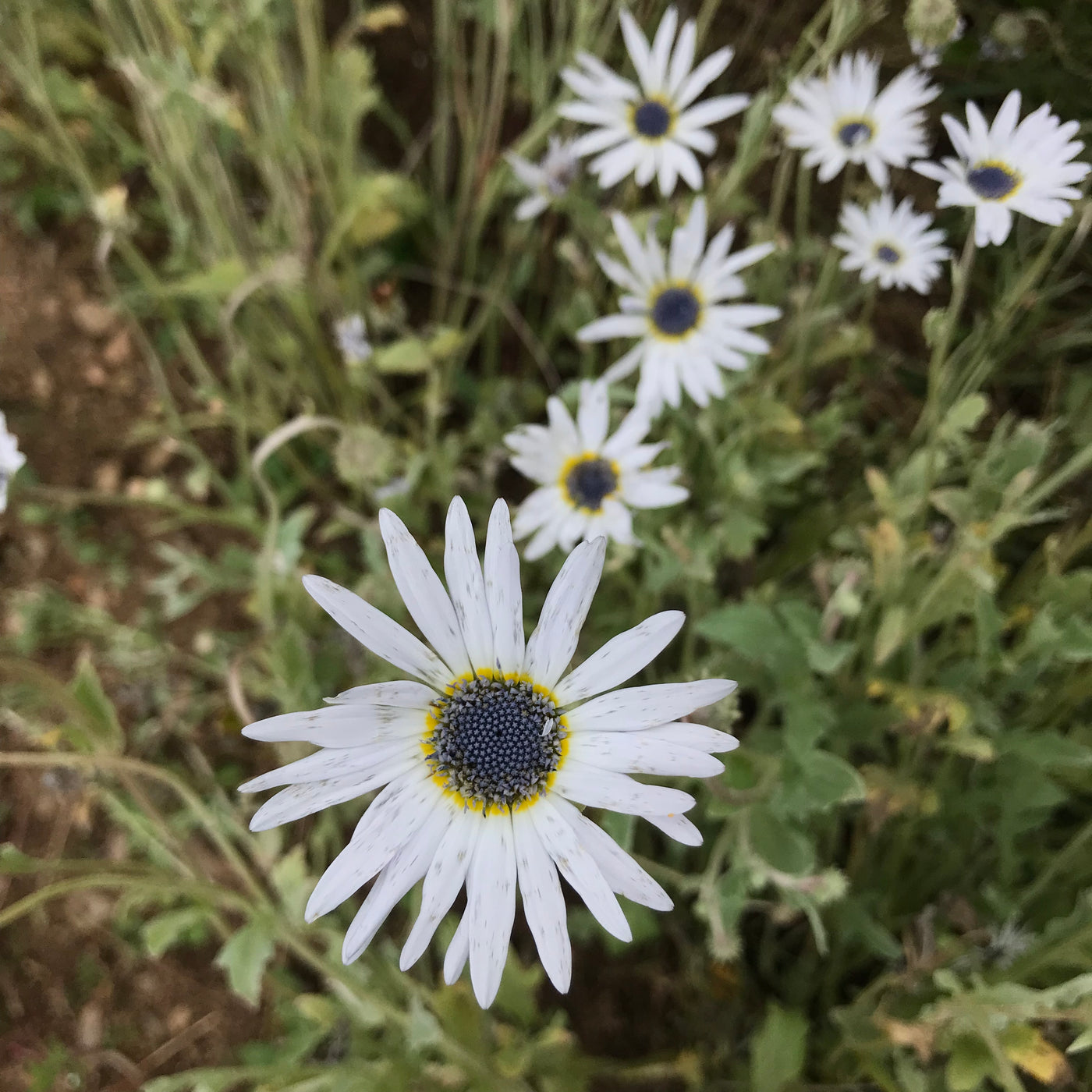 African Daisy Seeds - Arctotis venusta — Annapolis Seeds