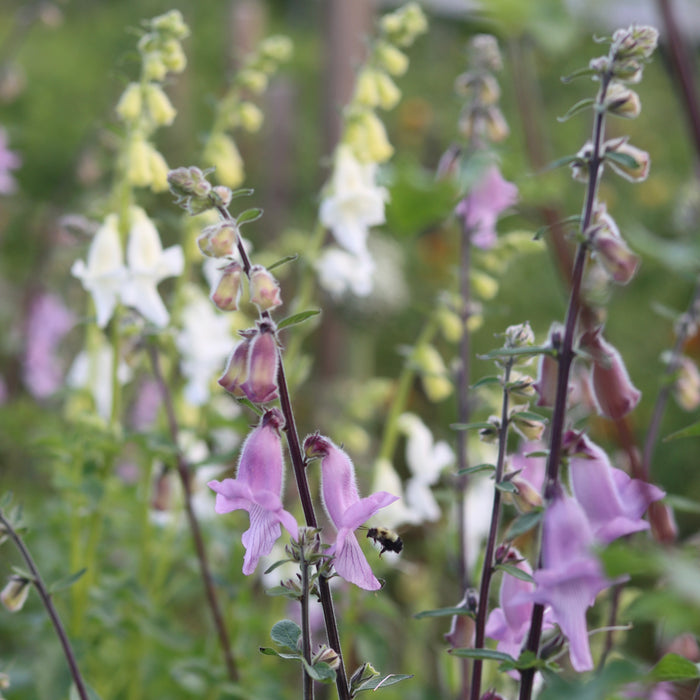 African Foxglove