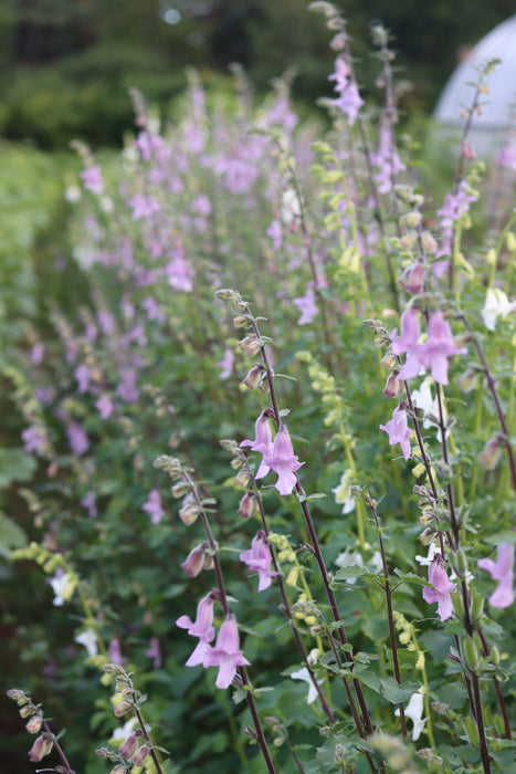 African Foxglove