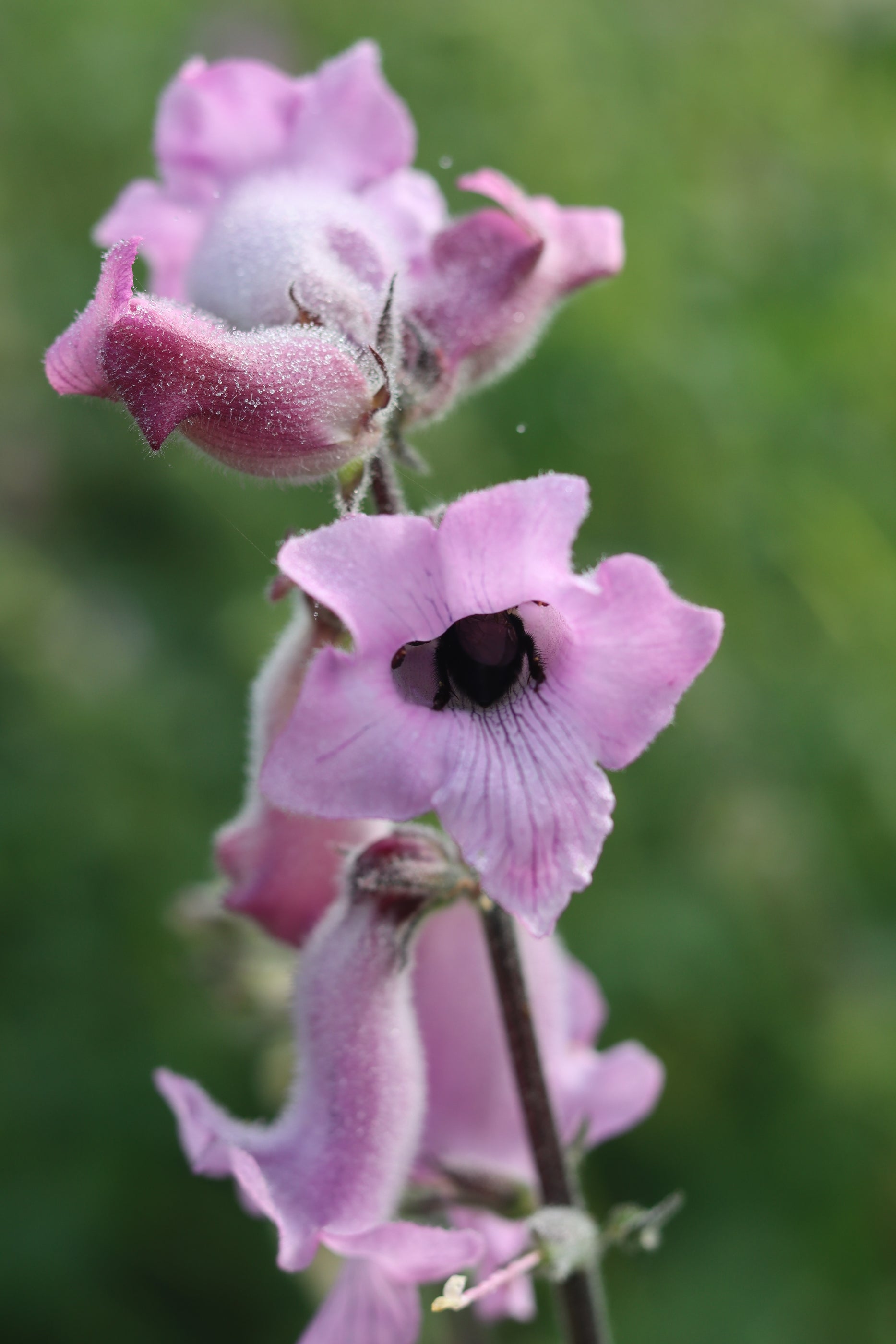 Recommended for your garden in the south of Spain: Ceratotheca triloba, the South African Recommended for your garden in the south of Spain: Ceratotheca triloba, the South African