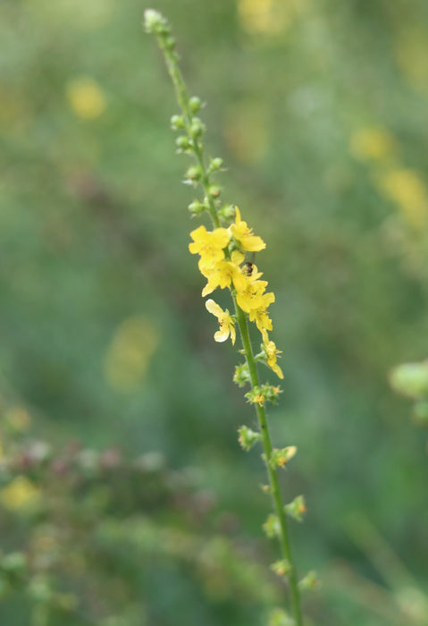 Agrimony