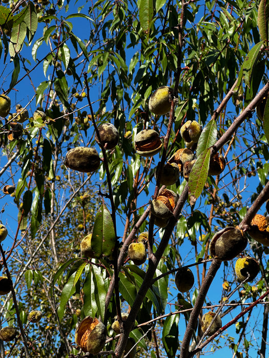 Hardy Almond