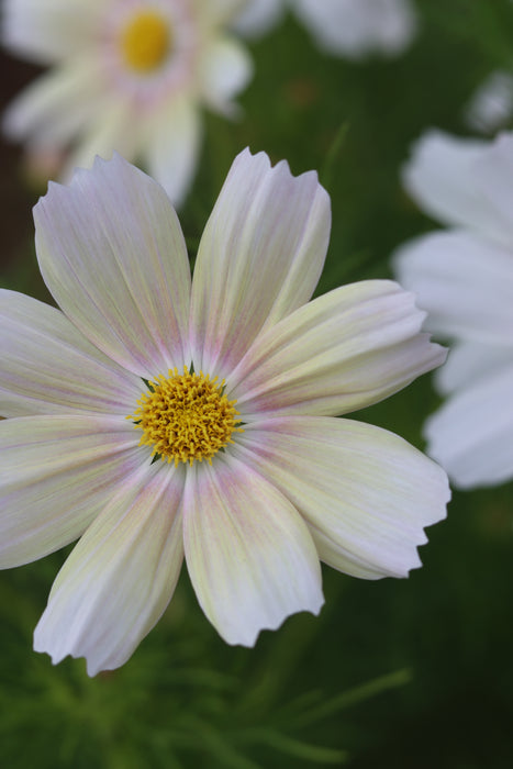 Apricot Lemonade Cosmos