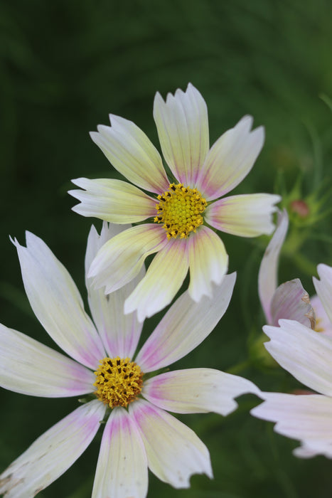 Apricot Lemonade Cosmos