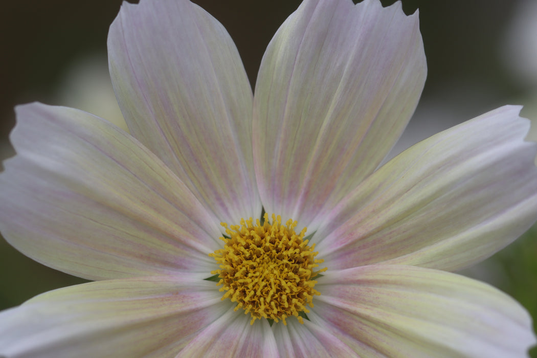 Apricot Lemonade Cosmos
